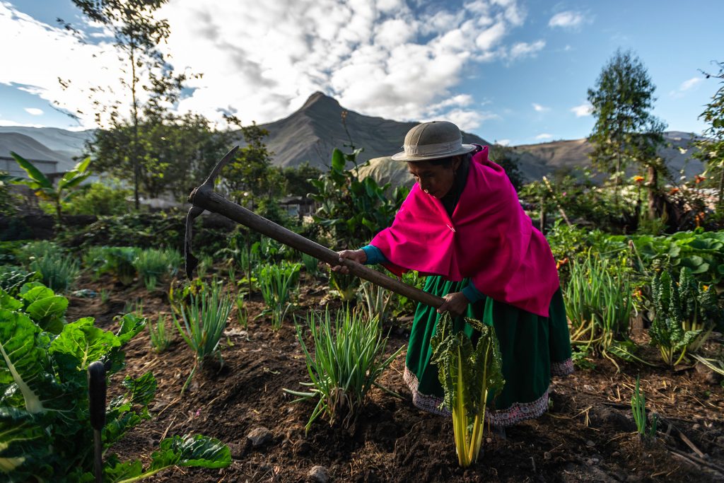 Mujer indígena trabajando sus campos para el sustento de su comunidad en los Andes ecuatorianos © stephen reich
